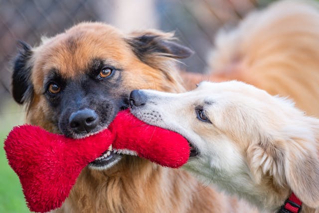 What Happens When Pet Daycare Businesses Start Running on Agentic Commerce Systems